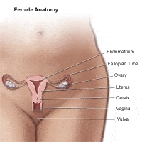 Area of yeast infection