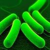 probiotic-bacteria