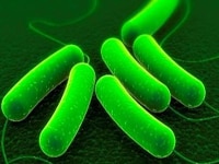 probiotic-bacteria